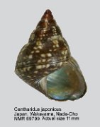 Cantharidus japonicus (2)